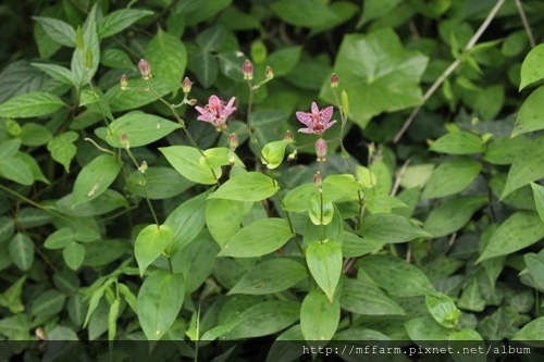 百合科 山油點草(曾祥霖) (3) 百合科 山油點草(曾祥霖) (3)