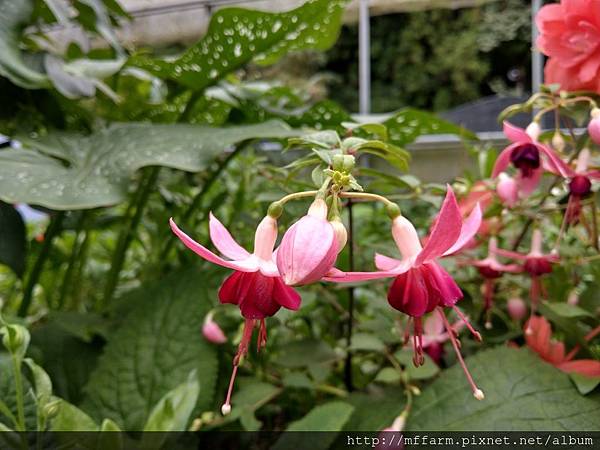 吊鐘花