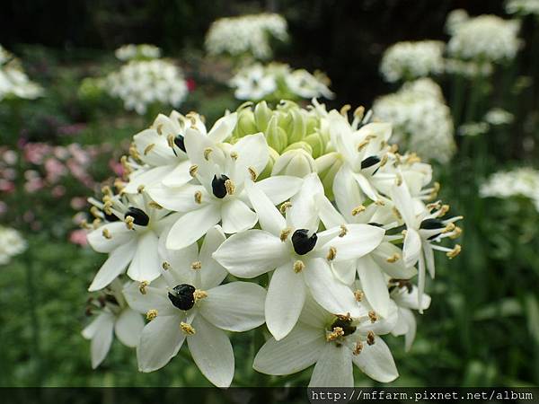 拍攝地點: 梅峰-溫帶花卉區 拍攝植物: 伯利恆之星 拍攝日期: 2018_9_11_Su