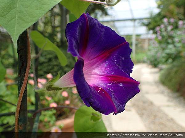 拍攝地點: 梅峰-溫帶花卉區 拍攝植物: 朝顏 拍攝日期: 2018_9_11_Su