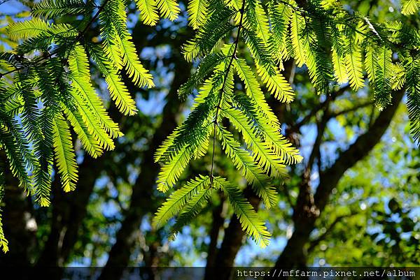 拍攝地點: 梅峰  拍攝植物: 水杉  拍攝者: Ttree