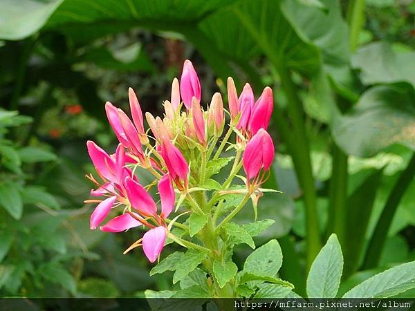 西洋白花菜(醉蝶花)