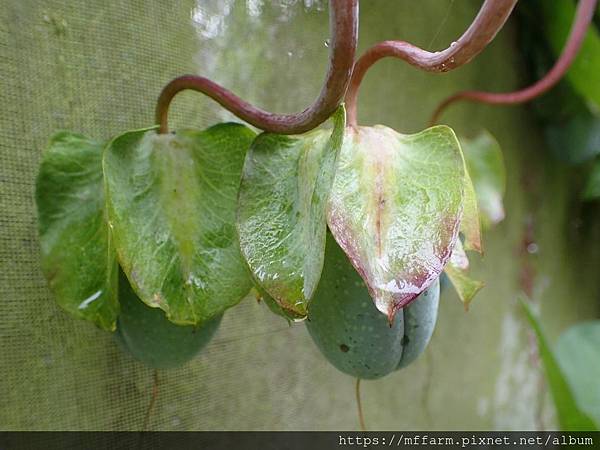 電燈花 果實 (2)