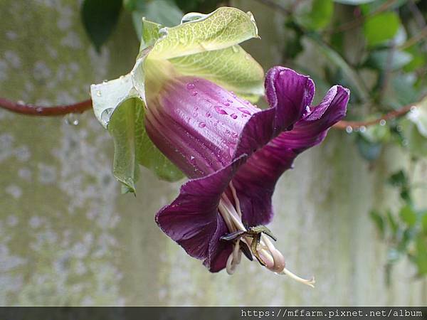 電燈花 (1) 電燈花 (1)