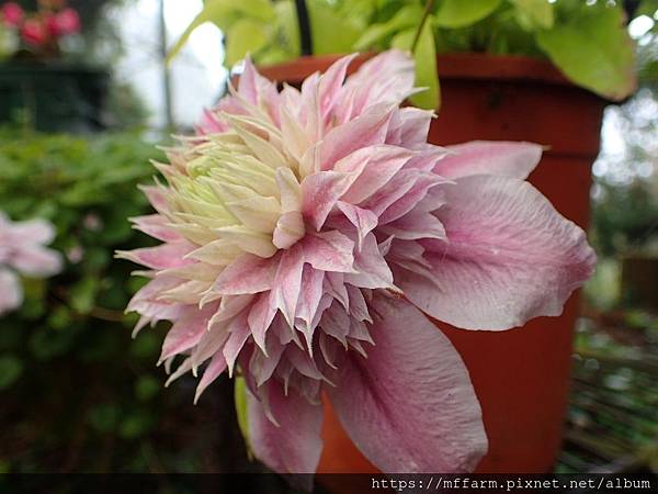 鐵線蓮 (1) 鐵線蓮 (1)