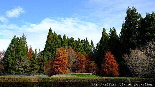 拍攝植物: 落羽松 拍攝地點: 梅峰_迷宮 拍攝日期: 2018_12_12_Ttree