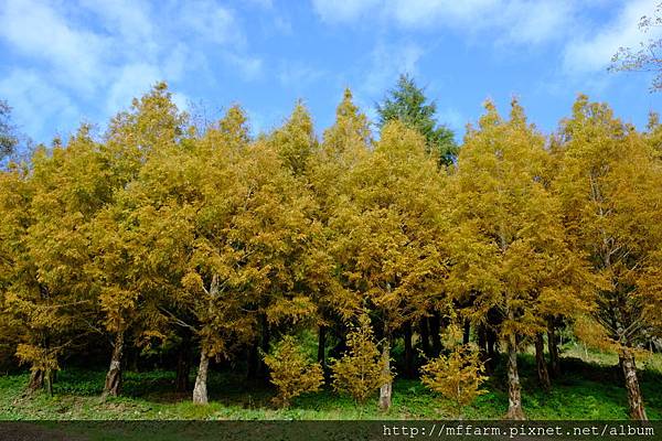 拍攝植物: 水杉 拍攝地點: 梅峰_菜地甲 拍攝日期: 2018_11_30_Ttree