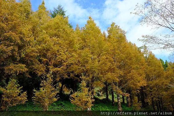 拍攝植物: 水杉 拍攝地點: 梅峰_菜地甲 拍攝日期: 2018_11_30_Ttree