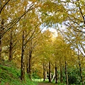 拍攝植物: 水杉 拍攝地點: 梅峰_菜地甲 拍攝日期: 2018_11_30_Ttree