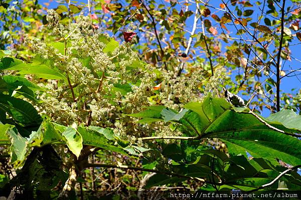 拍攝植物：通脫木 拍攝地點：梅峰 拍攝日期：2018_12_22_Ttree