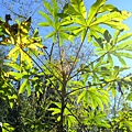 拍攝植物：通脫木 拍攝地點：梅峰 拍攝日期：2018_12_22_Ttree