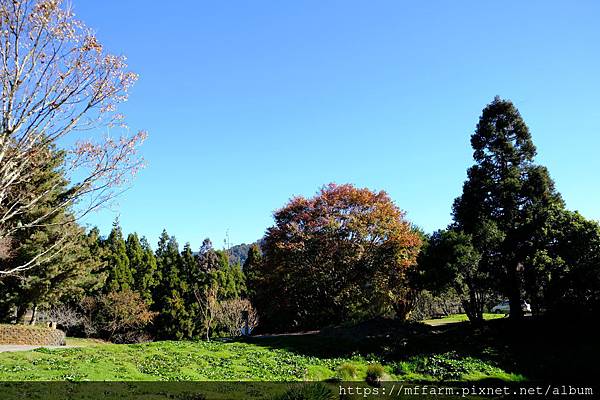 拍攝植物：青楓 拍攝地點：梅峰_伴月坡 拍攝日期：2018_12_22_Ttree