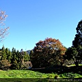 拍攝植物：青楓 拍攝地點：梅峰_伴月坡 拍攝日期：2018_12_22_Ttree