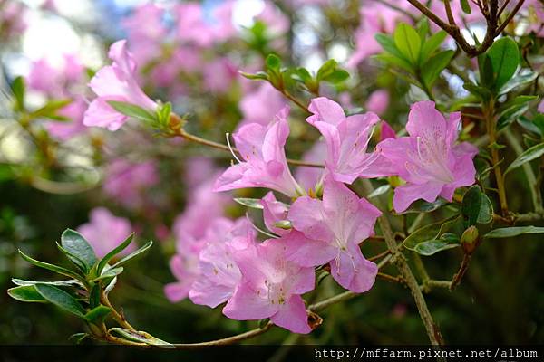 拍攝植物：西洋杜鵑 拍攝地點：梅峰_杜鵑園 拍攝日期：2019_01_11_Ttree