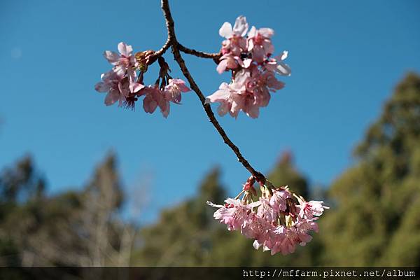 拍攝植物：櫻花  拍攝地點：梅峰  拍攝日期：2019_01_29_Ttree