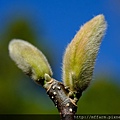 拍攝植物：辛夷  拍攝地點：梅峰_紅房子  拍攝日期：2019_01_29_Ttree