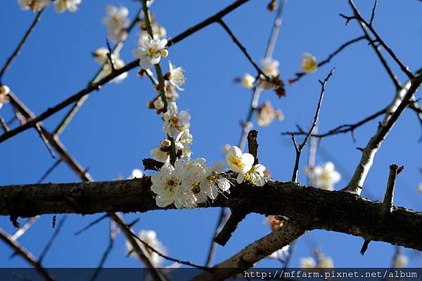 拍攝植物：梅花  拍攝地點：梅峰_辦公室旁  拍攝日期：2019_01_24_Ttree