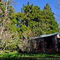 拍攝植物：辛夷  拍攝地點：梅峰_紅房子  拍攝日期：2019_01_29_Ttree