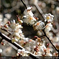 拍攝植物：梅花  拍攝地點：梅峰_辦公室旁  拍攝日期：2019_01_30_Ttree