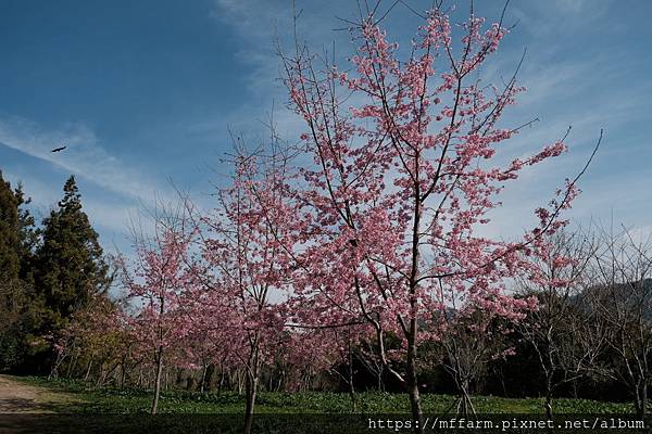 拍攝植物：櫻花 拍攝地點：梅峰_紅房子 拍攝者：Ttree