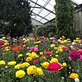 20190314溫帶花卉區-陸蓮.jpg