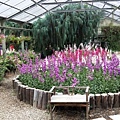 20190315溫帶花卉區5.jpg