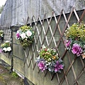 20190315溫帶花卉區-吊花盆1.jpg
