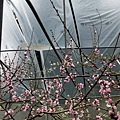 20190318桃花廊4.jpg