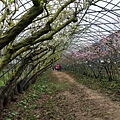 20190318桃花廊5.jpg