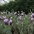20190318溫帶花卉區-薰衣草.jpg