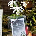 20190319山野草與一葉蘭特展-梅雪.jpg