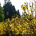 拍攝植物：連翹 拍攝地點：梅峰_迷宮 拍攝者：Ttree