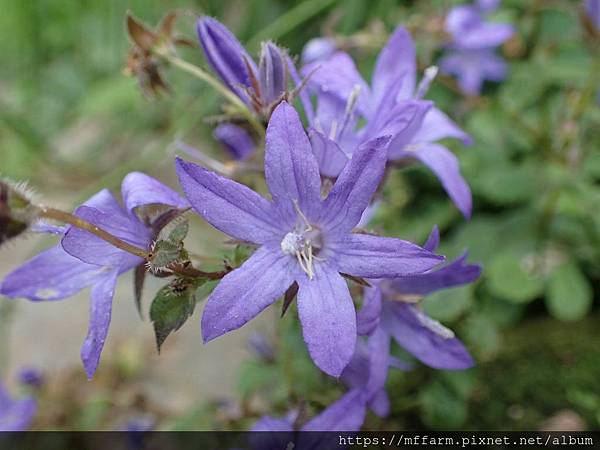 星花風鈴花 (2)