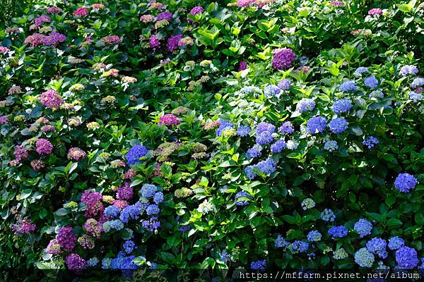 拍攝植物：繡球花 拍攝地點：梅峰_雨水回收池 拍攝日期：2019_06_17_Ttree