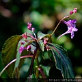 拍攝植物：棣慕華鳳仙花 拍攝地點：梅峰_山野草室 拍攝日期：2019_07_16_Ttree