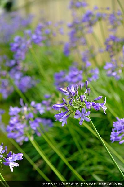 拍攝植物：百子蓮 拍攝地點：梅峰_溫帶花卉區 拍攝日期：2019_07_16_Ttree
