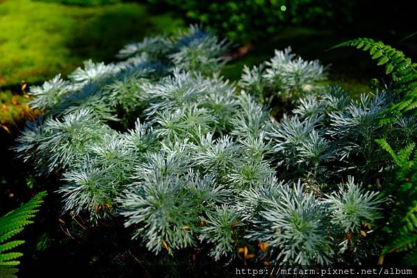 拍攝植物：銀霧 拍攝地點：梅峰_山野草室 拍攝日期：2019_07_16_Ttree