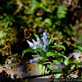 拍攝植物：臺灣龍膽 拍攝地點：梅峰_山野草室 拍攝日期：2019_07_16_Ttree