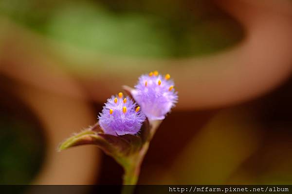 拍攝植物：蛛絲毛藍耳草 拍攝地點：梅峰_生態園 拍攝日期：2019_08_14_Ttree
