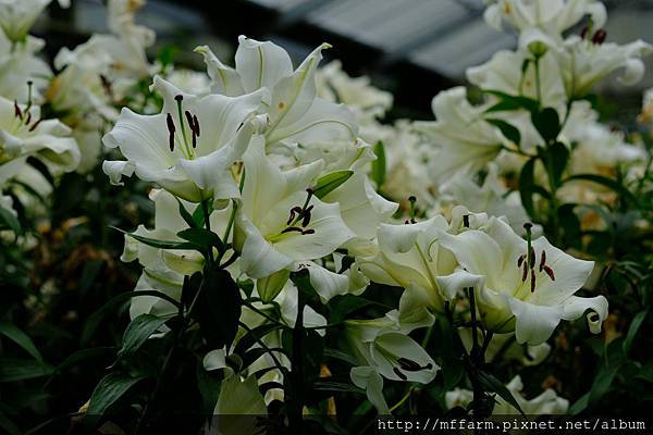 拍攝植物：香水百合 拍攝地點：梅峰_溫帶花卉區 拍攝日期：2019_08_21_Ttree