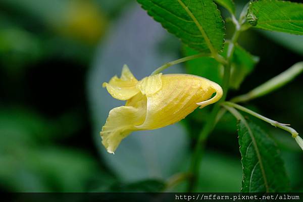 拍攝植物：黃花鳳仙花 拍攝地點：梅峰_尋寶步道 拍攝日期：2019_08_21_Ttree