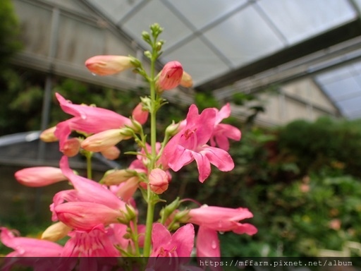 26鐘鈴花