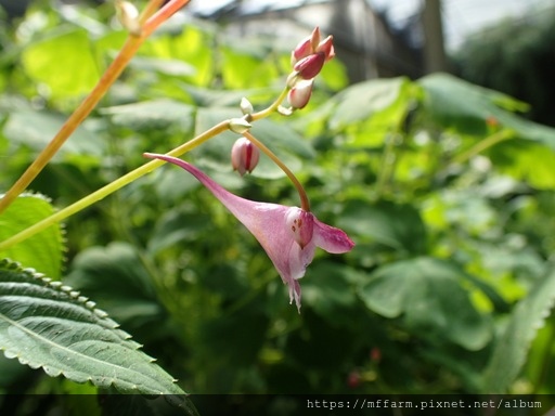 23棣慕華鳳仙花