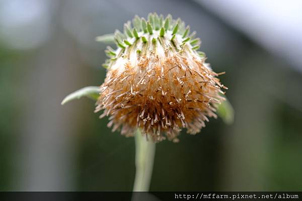 拍攝植物：臺灣青木香 拍攝地點：梅峰_生態園 拍攝日期：2019_09_08_Ttree