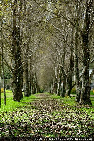 拍攝植物：白楊 拍攝地點：梅峰_白楊步道 拍攝日期：2019_09_29_Ttree