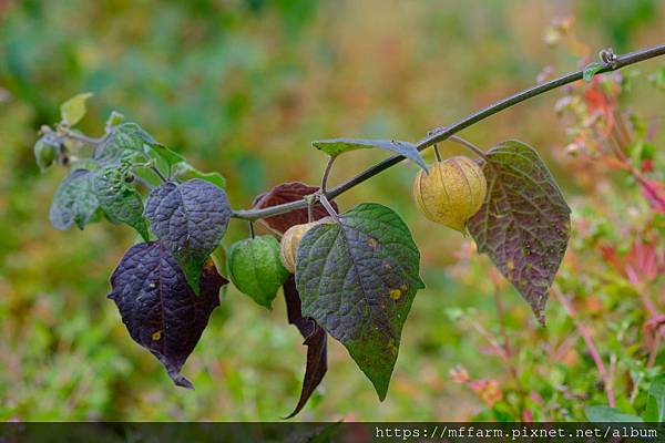 拍攝植物：祕魯酸漿 拍攝地點：梅峰_白楊步道 拍攝日期：2019_10_24_Ttree