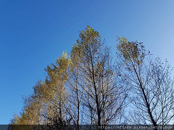 拍攝植物：白楊 拍攝地點：梅峰_白楊步道 拍攝日期：2019_10_16_Ttree