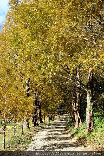 拍攝植物：水杉 拍攝地點：梅峰_水杉林 拍攝日期：2019_11_26_Ttree