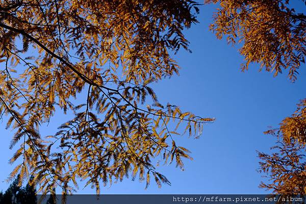 拍攝植物：水杉 拍攝地點：梅峰_水杉林 拍攝日期：2019_12_13_Ttree