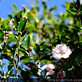 拍攝植物：茶花 拍攝地點：梅峰_碎石機 拍攝日期：2019_12_17_Ttree